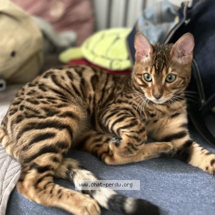 Foto 2/4 Ocelo Chat perdido en Argenteuil