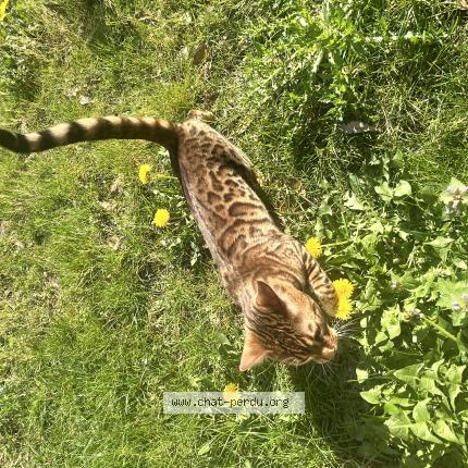 Foto 3/4 Ocelo Chat perdido en Argenteuil