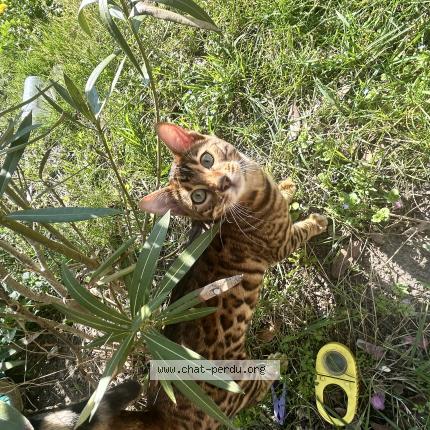 Foto 4/4 Ocelo Chat perdido en Argenteuil