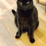 Foto del gato perdido en Bordeaux