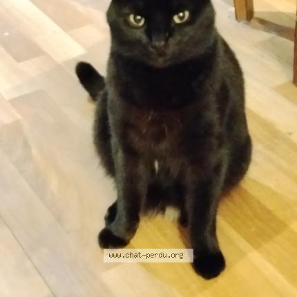 Foto 1/1 Gino Chat perdido en Bordeaux