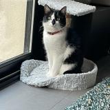 Foto del gato perdido en Marseille