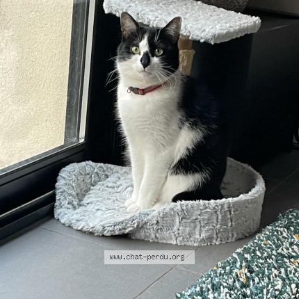 Foto 1/2 Charly Chat perdido en Marseille