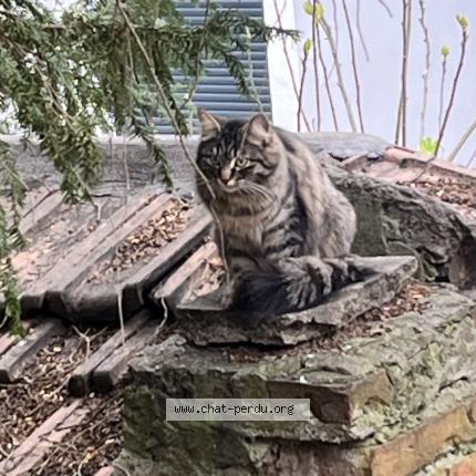 Foto 1/1 Gato encontrado Encontrado en Mulhouse
