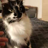 Foto de gato encontrado en Lyon