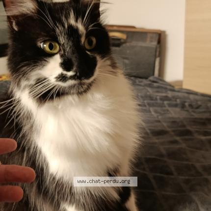 Foto 1/1 Gato encontrado Encontrado en Lyon