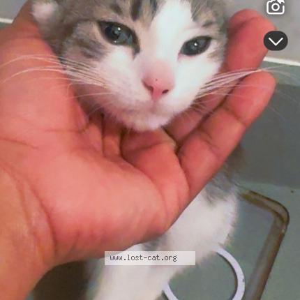 Foto 1/1 shpinx Chat perdido en Queens