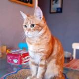 Foto del gato perdido en Lourdes