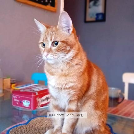 Foto 1/1 Moka Chat perdido en Lourdes