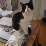 Foto de gato encontrado en Villiers Sur Marne