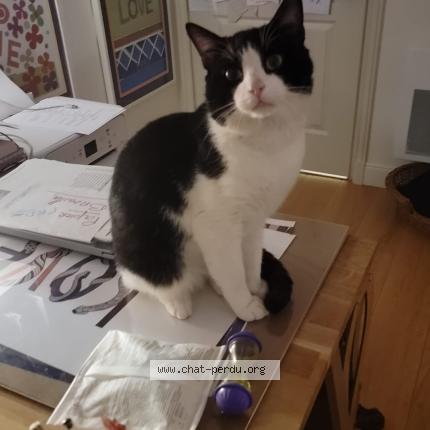 Foto 1/1 Gato encontrado Encontrado en Villiers sur marne