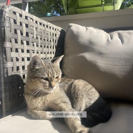 Foto 1/1 Tchikita Chat perdido en Annemasse