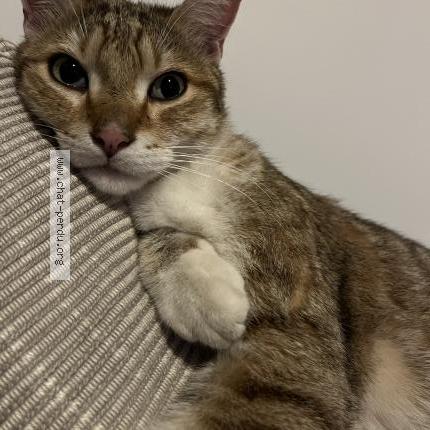 Foto 1/2 Gato encontrado Perdido en Bagnolet