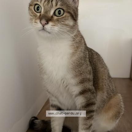 Foto 2/2 Gato encontrado Perdido en Bagnolet