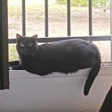 Foto del gato perdido en Sartrouville