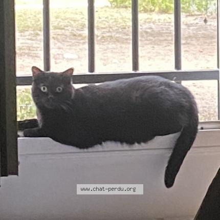 Foto 1/1 luna Chat perdido en Sartrouville