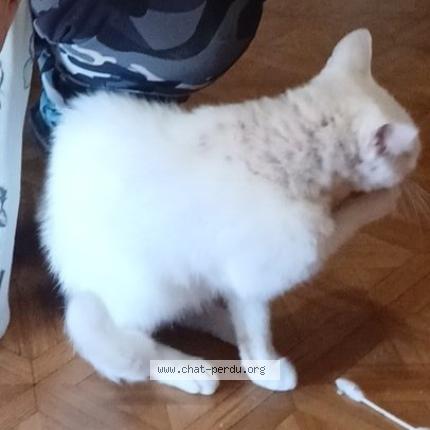 Foto 1/1 Neige. Chat perdido en Fougeres