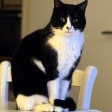 Foto del gato perdido en Guilvinec