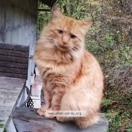 Foto 1/1 Ryjik Chat perdido en Gieres
