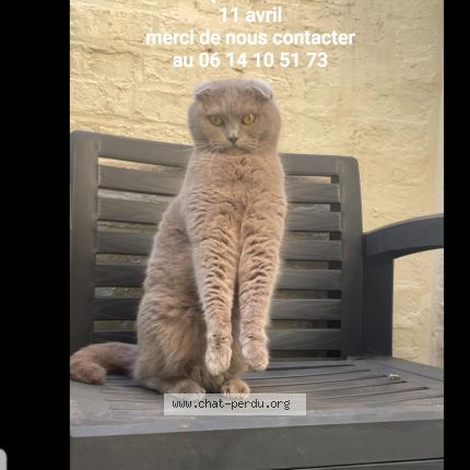 Foto 1/1 RIMEO Chat perdido en St quentin