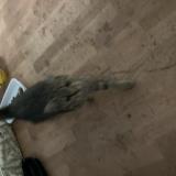 Foto de gato encontrado en Estaires