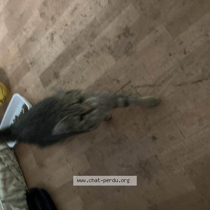 Foto 1/1 Gato encontrado Encontrado en Estaires