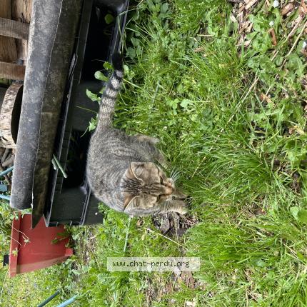 Foto 1/1 Gato encontrado Encontrado en Estaires