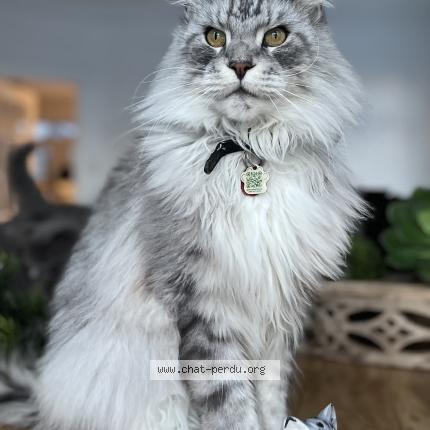 Foto 1/1 Sultan Chat perdido en Laval