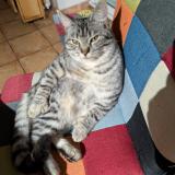 Foto del gato perdido en Alluy