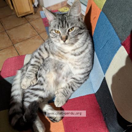 Foto 1/1 Zia Chat perdido en Alluy