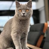 Foto del gato perdido en Chezard Saint Martin