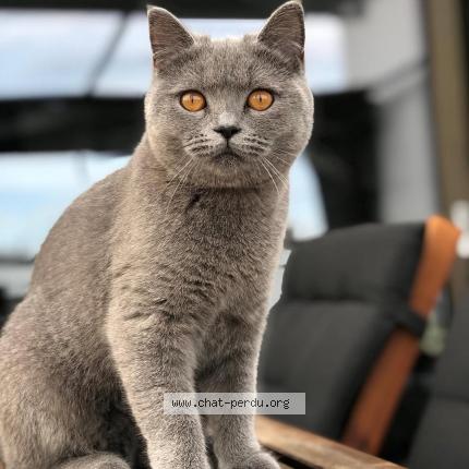 Foto 1/1 Bulle Chat perdido en Chezard saint martin