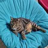 Foto del gato perdido en La Rochelle