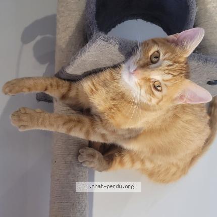 Foto 1/1 Gato encontrado Perdido en Caissargues