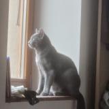 Foto del gato perdido en Briord