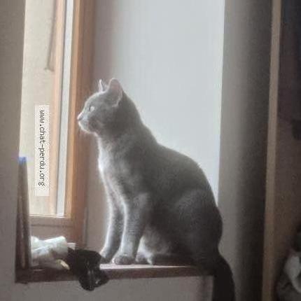 Foto 1/1 Kira Chat perdido en Briord