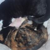 Foto del gato perdido en Altorf