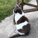 Foto del gato perdido en Rountzenheim