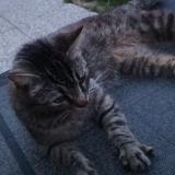 Foto del gato perdido en Maze Milon