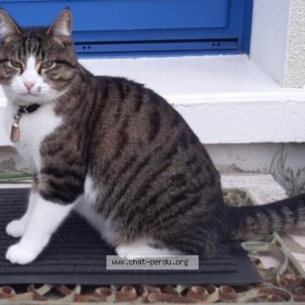 Foto 1/1 GRISOU Chat perdido en Cande sur beuvron