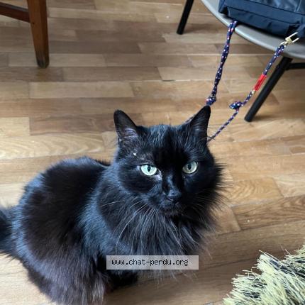 Foto 1/1 Izzy Chat perdido en Paris