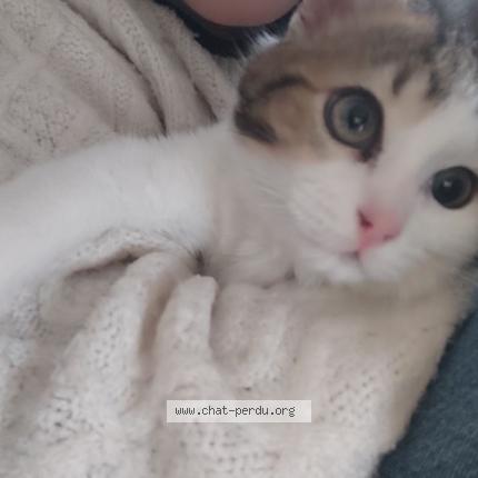 Foto 1/1 Gato encontrado Perdido en Buc