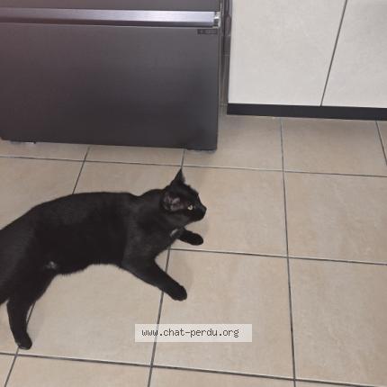 Foto 1/1 NAPOLEON Chat perdido en Bouillargues