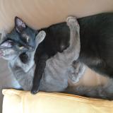 Foto del gato perdido en Capestang