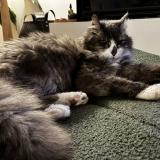 Foto del gato perdido en Talence