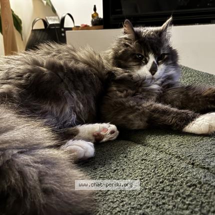 Foto 1/1 Moon Chat perdido en Talence