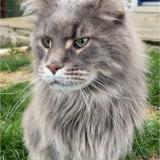 Foto del gato perdido en Condren