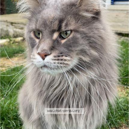 Foto 1/1 Neïko Chat perdido en Condren