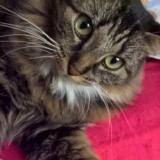 Foto del gato perdido en Royer