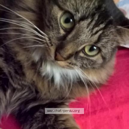 Foto 1/1 Kyra Chat perdido en Royer